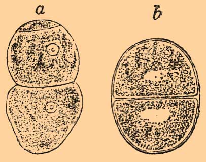 Содержимое цисты распадается на множество веретенообразных отдельностей, так назыв. псевдонавицелл, окружающихся оболочками. Циста или лопается, или псевдонавицеллы выходят через особые каналы (спородукты). 