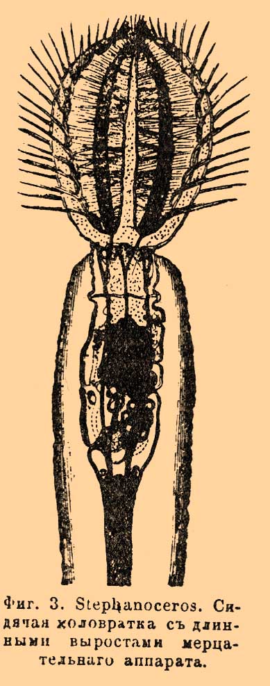 Фиг. 3. Stephanoceros. Сидячая коловратка с длинными выростами мерцательного аппарата.