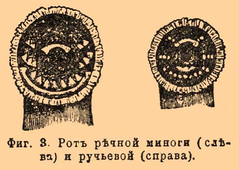 Фиг. 3. Рот речной миноги (слева) и ручьевой (справа).