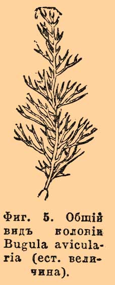 Фиг. 5. Общий вид колонии Bugula avicularia (ест. величина).