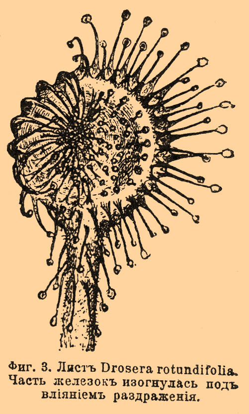 Фиг. 3. Лист Drosera rotundifolia. Часть железок изогнулась под влиянием раздражения.