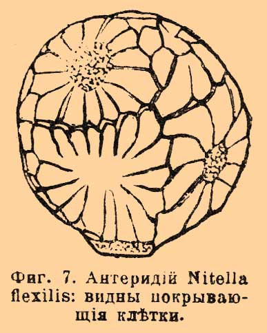 Фиг. 7. Антеридий Nitella flexilis: видны покрывающие клетки.