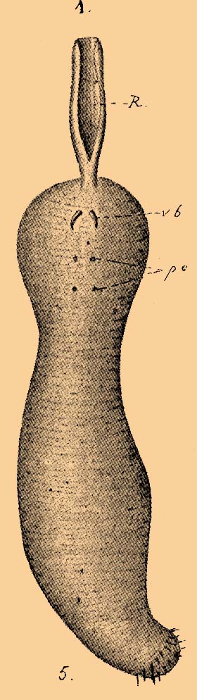 Таблица ЭХИУРОВЫЕ. Фиг. 1. Echiurus Palasii с брюшной стороны.