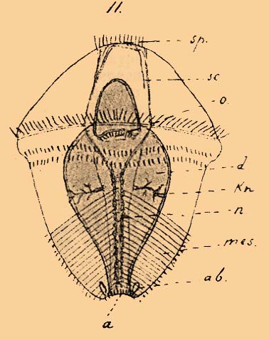Таблица ЭХИУРОВЫЕ. Фиг. 11. Echiurus. Трихофорная личинка (позднейшая стадия).
