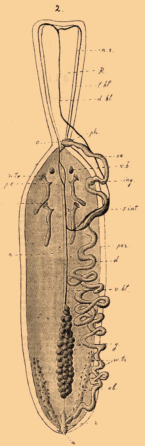 Таблица ЭХИУРОВЫЕ. Фиг. 2. Echiurus. Полусхематическое изображение вскрытого животного.