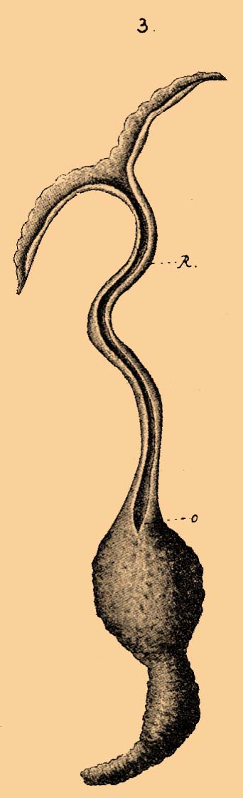 Таблица ЭХИУРОВЫЕ. Фиг. 3. Bonellia viridis с брюшной стороны. Самка.