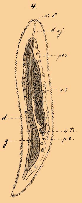 Таблица ЭХИУРОВЫЕ. Фиг. 4. Bonellia viridis с брюшной стороны. Самец.