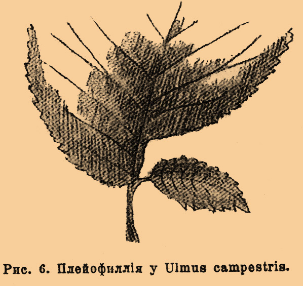 Рис. 6. Плейофиллия у Ulmus campestris.