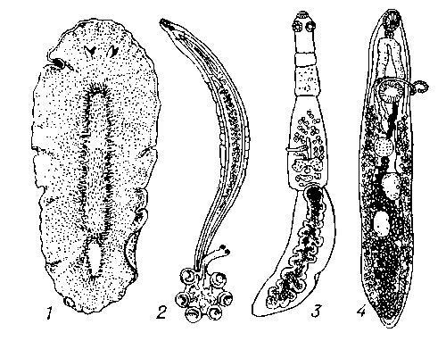 Плоские черви: 1 — морской ресничный червь Stylochus pilidium; 2 — моногенетический сосальщик рода Rajonchocotyle (паразитирующий на жабрах ската); 3 — ленточный червь Echinococcus granulosus (паразитирующий в кишечнике собаки); 4 — Plagiorchis verpertilionis (паразитирующий в кишечнике летучих мышей).