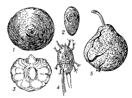 Калифорнийская щитовка: 1 — щиток самки; 2 — щиток самца; 3 — тело самки; 4 — личинка (бродяжка); 5 — плод, сильно заражённый калифорнийской щитовкой.