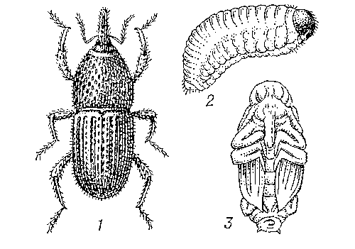 Амбарный долгоносик: 1 — жук; 2 — личинка; 3 — куколка.