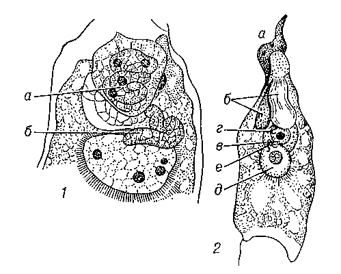 Двойное оплодотворение; 1 — у рябчика: один из спермиев (а) в контакте с ядром яйцеклетки, второй (б) — с одним из полярных ядер (второе полярное ядро не изображено); 2 — у подсолнечника: а — пыльцевая трубка; б — синергиды (одна из них повреждена пыльцевой трубкой); в — яйцеклетка; г — спермий в контакте с ядром яйцеклетки; д — центральная клетка; е — второй спермий в контакте со вторичным ядром зародышевого мешка.
