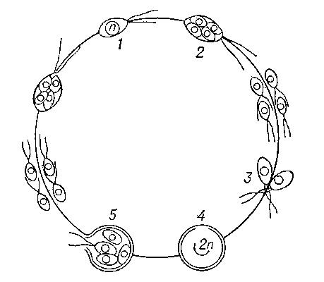 Процесс копуляции в цикле развития водоросли хламидомонады: 1, 2 — образование гамет (n — один набор хромосом); 3 — копуляция гамет; 4 — образование зиготы (2 n — два набора хромосом); 5 — прорастание зиготы; при этом происходит мейоз и уменьшение числа хромосом вдвое, после чего из неё выходят вегетативные клетки, превращающиеся после размножения в гаметы.