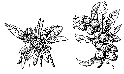 Мушмула субтропическая: 1 — ветка с цветками; 2 — ветка с плодами.