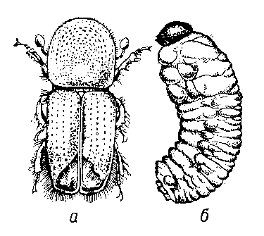 Короед-типограф: а — жук; б — личинка.