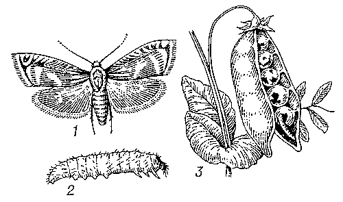 Гороховая плодожорка: 1 — бабочка; 2 — гусеница; 3 — повреждение гороха.