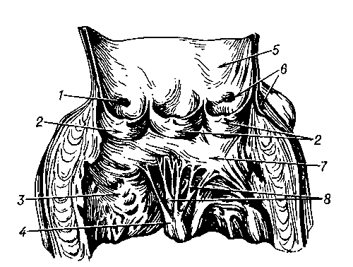 Рис. 3. Клапан аорты (часть стенки левого желудочка и луковицы аорты разрезаны и развёрнуты): 1 — правая венечная артерия; 2 — клапан аорты; 3 — левый желудочек (вскрыт и развёрнут); 4 — сосочковая мышца; 5 — аорта (вскрыта и развёрнута); 6 — левая венечная артерия; 7 — левый предсердно-желудочковый клапан; 8 — сухожильные струны.