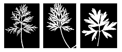 Рис. 5. Географическая изменчивость формы листа у растений ветреницы из различных районов Европы.