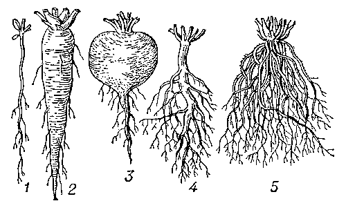 Рис. 4. Различные формы корней и типы корневой системы: 1, 4 — стержневая; 5 — мочковатая; 2, 3 — корнеплоды (моркови и свёклы).
