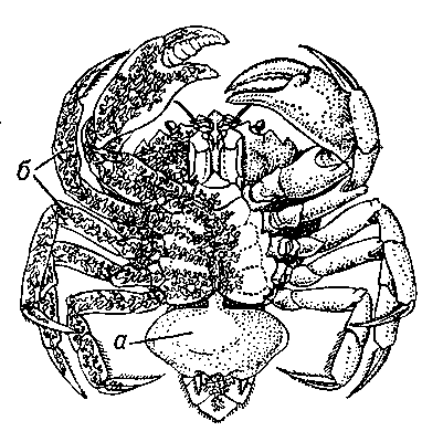 Саккулина: взрослый рачок, паразитирующий на крабе Carcinus maenas (левая половина тела краба изображена прозрачной): а — тело рачка, б — корневидные выросты.