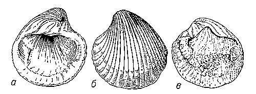 Рис. 2. Раковина двустворчатого моллюска (а, б) и внутреннее ядро (в).
