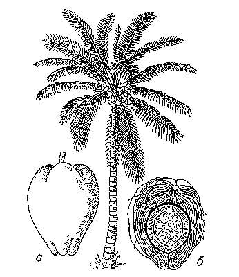 Кокосовая пальма; а — орех; б — продольный разрез ореха.