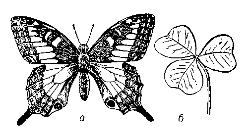 Рис. 2. Актиноморфная симметрия; а — бабочка; б — лист кислицы; симметрии соответственно 1․m, 3․m. Бабочке свойственна двусторонняя, или билатеральная, симметрия.