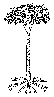 Лепидодендрон типа Lepidodendron obovatum.