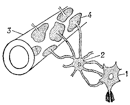 Схематическое изображение взаимоотношений нейрона (1), глиальной клетки (2) и капилляра (3); 4 — окончание отростка глиальной клетки на стенке капилляра.
