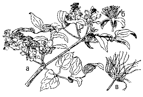 Ломонос виноградолистный: а — ветка с цветками; б — продольный разрез цветка; в — плод.