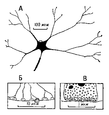 Рис. 3. Схема строения синаптических соединений: А — двигательный нейрон спинного мозга; Б — синаптические окончания отростка нейрона на поверхности двигательного нейрона в увеличенном масштабе (тот же участок обозначен на предыдущей схеме рамкой); В — ультраструктура отдельного синапса, демонстрирующая синаптические пузырьки и митохондрии (дальнейшее увеличение участка, выделенного рамкой).