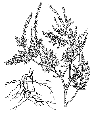 Амброзия полыннолистная: слева — корень; справа — верхняя часть растения.