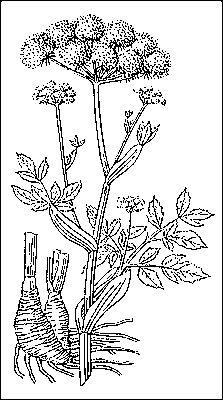 Дягиль лекарственный: верхняя и нижняя части растения.