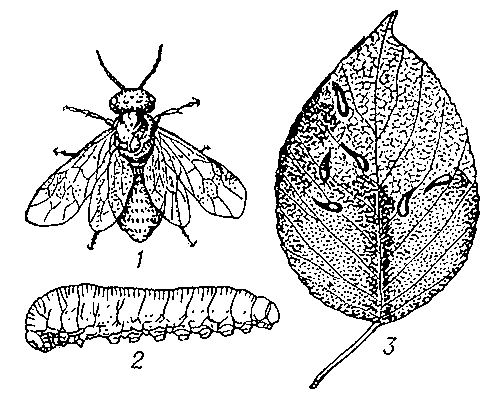 Вишнёвый слизистый пилильщик: 1 — взрослый пилильщик: 2 — личинка; 3 — поврежденный лист.