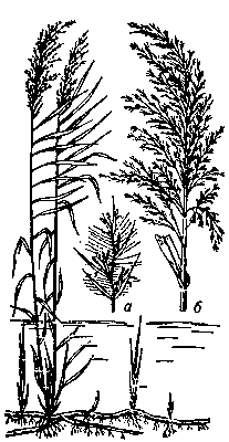Тростник обыкновенный; а — колосок, б — соцветие.
