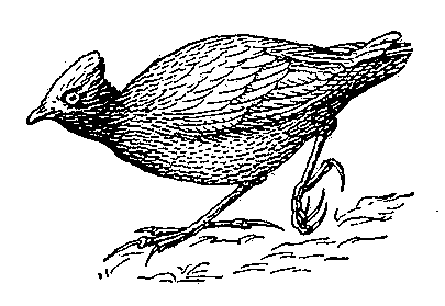 Большеногая курица (Megapodius freycinet).