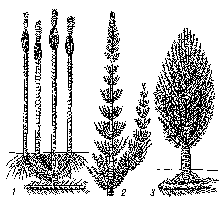Представители трёх подродов рода Calamites: 1 — Stylocalamites — неветвистые деревья; 2 — Calamitina — деревья с мутовками ветвей только на некоторых узлах, через определённые промежутки; 3 — Eucalamites — деревья с ветвями на каждом узле.
