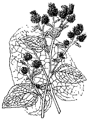 Лопух паутинистый: ветвь с соцветиями и лист.