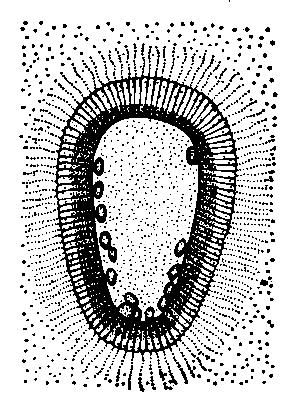 Паренхимула известковой губки из рода Clathrina.