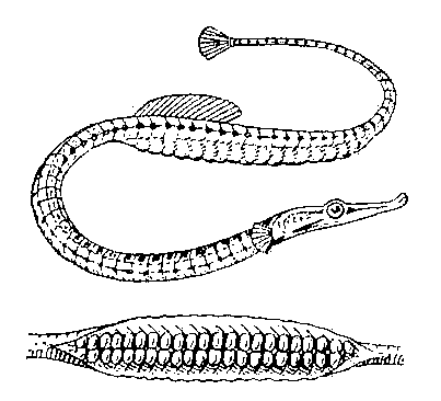 Игла-рыба Syngnathus typhle (самец); внизу — вскрытая выводковая камера.