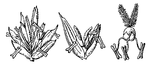 Рис. 6. Слева — четырёхцветковый колосок пшеницы; в центре — одиночный цветок; справа — лодикулы, тычинки, завязь и рыльца.