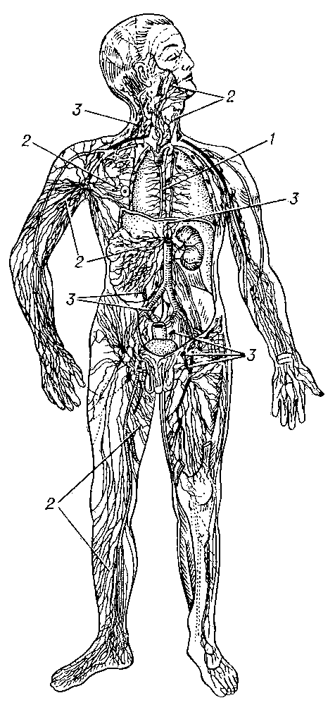 Лимфатическая система человека: 1 — грудной проток; 2 — лимфатические сосуды; 3 — лимфатические узлы.