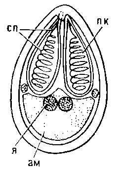 Схема строения споры миксоспоридии: ам — амёбоидный зародыш; я — ядра зародыша; пк — полярная капсула; сп — спиральная нить.