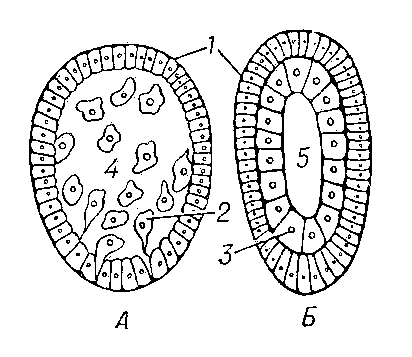 Рис. 3. Иммиграция — А и деламинация — Б (схема): 1 — эктодерма; 2 — энтодермальные клетки; 3 — энтодерма; 4 — бластоцель; 5 — гастроцель.
