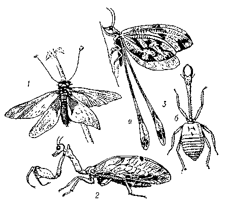 Сетчатокрылые: 1 — из сем. Ascalaphidae; 2 — из сем. Mantispidae; 3 — из сем. Nemopteridae (а — взрослое насекомое; б — личинка).
