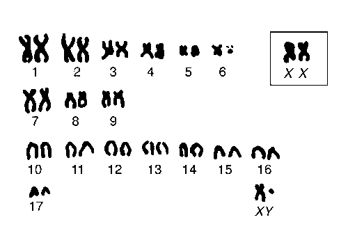 Рис. 2. Систематизированный кариотип самца летучей мыши (Scotophilus kuhlii), содержащий 17 пар аутосом (соматических хромосом) и пару половых хромосом ХУ, самка имеет те же аутосомы и половые хромосомы XX (показаны в правом верхнем углу, в рамке).