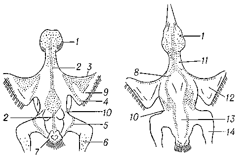 Расположение птерилий и аптерий у ореховки Nucifraga caryocatactes. Вид со спинной (слева) и брюшной сторон; птерилий: 1 — головная; 2 — спинная; 3 — крыловая; 4 — плечевая; 5 — бедренная; 6 — ножная; 7 — хвостовая; 8 — грудная; аптерии: 9 — верхняя крыловая; 10 — боковая; 11 — шейная; 12 — нижняя крыловая; 13 — брюшная; 14 — ножная.
