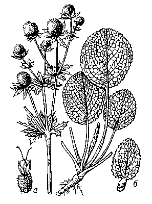 Синеголовник плосколистный, верхняя и нижняя части растения; а — цветок, б — стеблевой лист.