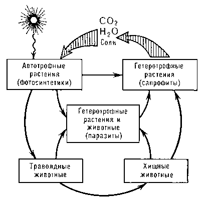 Рис. 1. Биогеохимический круговорот веществ в природе.