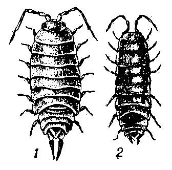Мокрицы: 1 — Hemilepistus elegans; 2 — Protracheoniscus orientalis.